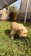 BENJI (MARSHALL) Imagen 7